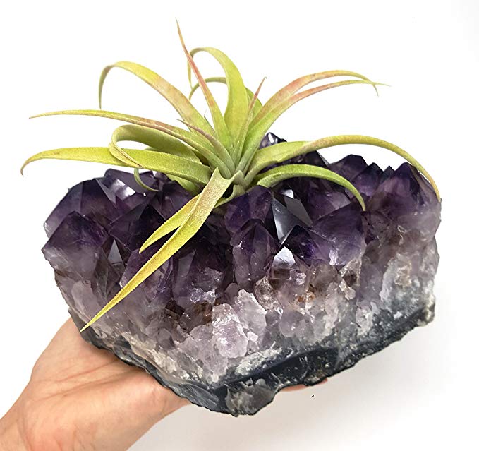 Amethyst Cluster Air Plant Holder/Relaxation Home Decor Healing Crystal + Includes Large Tillandsia Plant