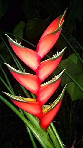 LIVE Heliconia Bihai Large Plant Rhizome tropical flower lobster claw banana